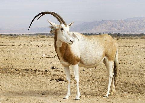 Scimitar Oryx, Animal, Desert