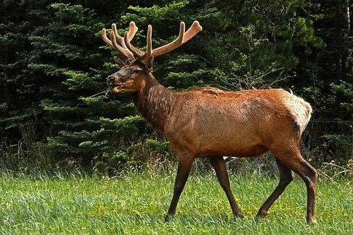 Elk, Animal, Wildlife, Wapiti, Mammal