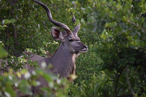 Antelope, Greater Kudu, Woodland Antelop