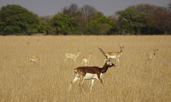 Blackbuck, Antilope Cervicapra