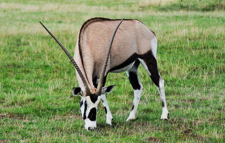 Oryx, Gazelle, Gemsbok, Africa, Animal
