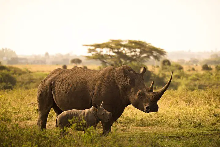 Rhino, Calf, Horns, Mother And Child
