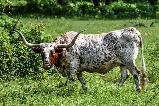 Longhorn, Cattle, Texas, Livestock
