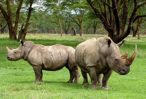 Africa, White Rhinos, Rhino, Rhinoceros
