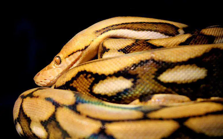 Reticulated, Python, Snake, Reptile