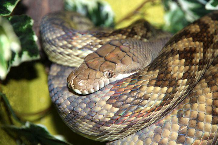 Amethyst Python, Snake, Python