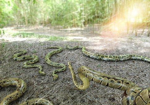 Python, Burmese, Python, Snake