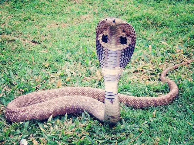 King cobra, cobra, snake, reptile