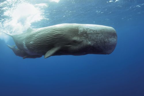 Portugal sperm whale mother diving with her calf 2022 03 08 01 20 21 utc scaled e1658005173443