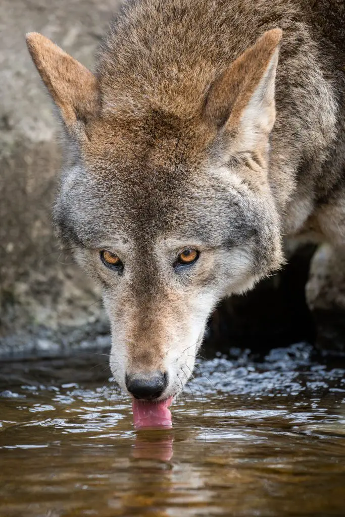 Red wolf drinking from a stream 2021 08 27 09 17 13 utc