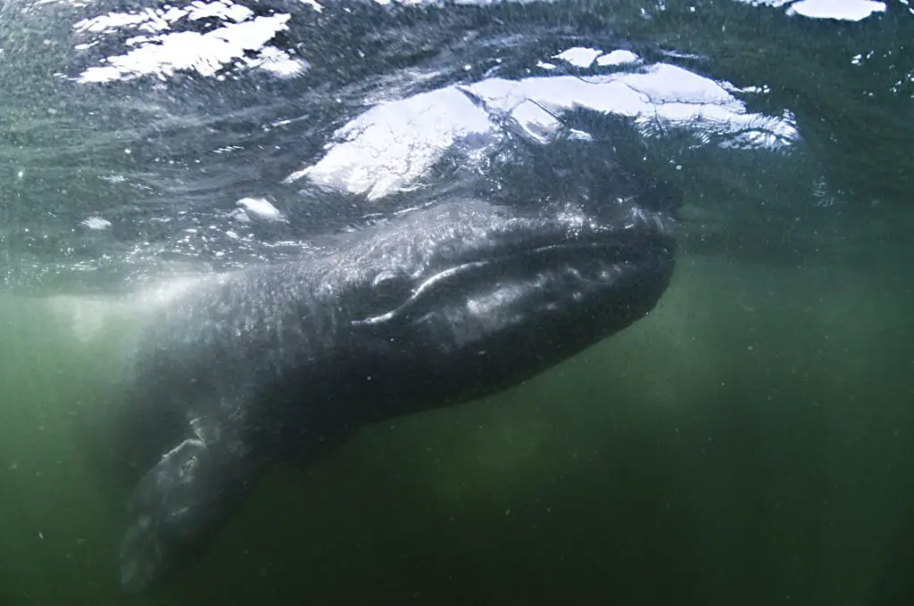 Underwater view of grey whale looking