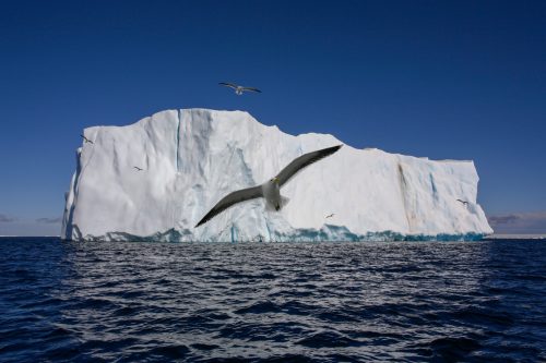 wandering albatross weddell sea antarctica 2022 05 15 22 38 37 utc scaled e1658089690730