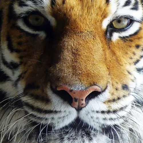 an extremely closeup portrait of a beautiful tiger 2022 08 01 01 12 01 utc scaled e1659428879148