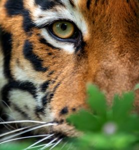 Are Tigers Colorblind? ???? Can They See Green? - WildLifeFAQ