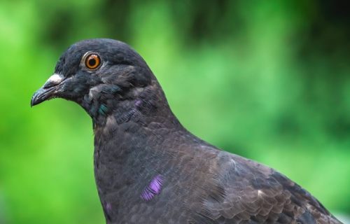 black pigeon in a park in summer 2022 07 08 19 17 25 utc scaled e1659432450736