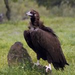 black vulture aegypius monachus 2021 08 28 15 10 12 utc scaled e1661077872325
