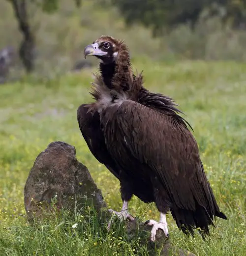 black vulture aegypius monachus 2021 08 28 15 10 12 utc scaled e1661077872325