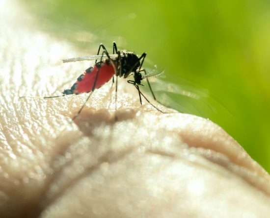 close up of mosquito sucking blood 2021 09 03 13 41 25 utc scaled e1661338169258