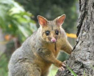 Will Possums Attack Cats? Can It Kill My Cat? - WildLifeFAQ
