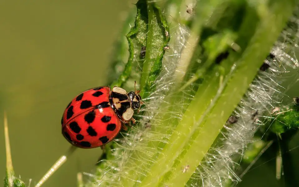 Ladybug, Insect, Ladybird Beetle, Beetle, Red Beetle