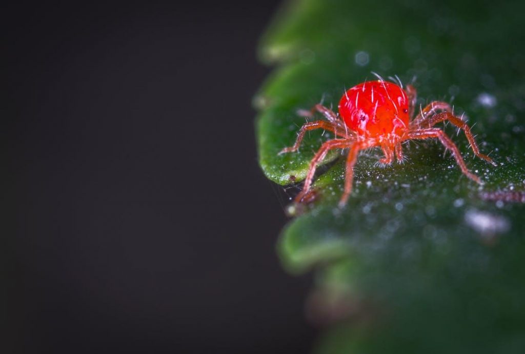 Free Close-up Photography of Red Spider Mites