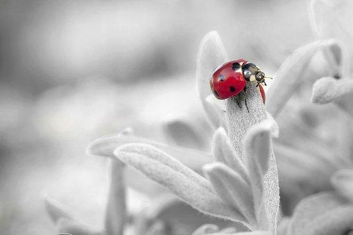 Ladybug, Insect, Ladybird Beetle, Beetle