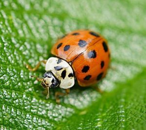 How Long Do Ladybugs Live? ???? (Answered) - WildLifeFAQ