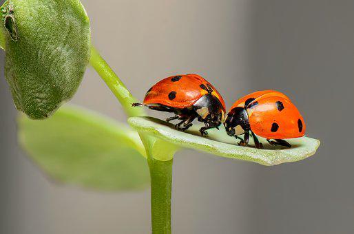 How Long Do Ladybugs Live? 🐞 (Answered)