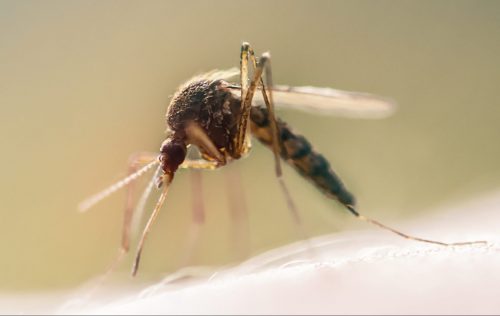 macro shot of a mosquito on human skin sucking blo 2021 09 04 09 29 58 utc scaled e1661082386593