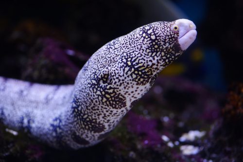 Do Eels Hibernate In Winter? Or Do they Migrate?