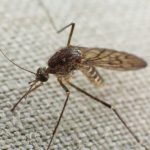 Mosquito trying to bite through cloth 2021 09 03 13 41 34 utc scaled e1661109180417