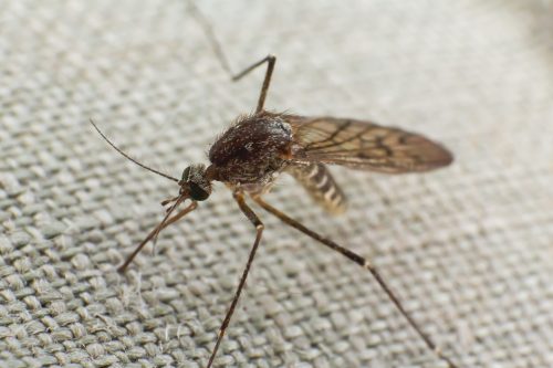 mosquito trying to bite through cloth 2021 09 03 13 41 34 utc scaled e1661109180417