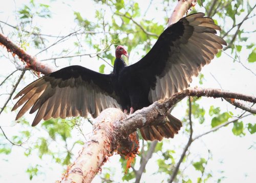 turkey vulture spreading its wings in belize 2021 08 30 02 25 16 utc scaled e1661077474376