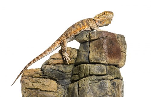 How Long Can a Bearded Dragon Go Without UVB Light? (UVB Guide)