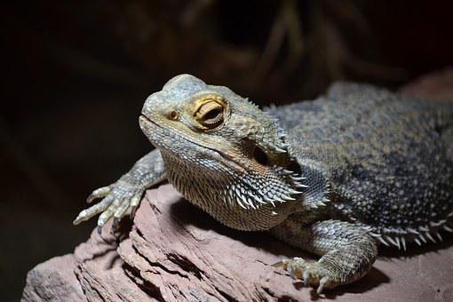 How Long Can Bearded Dragons Go Without Bugs?