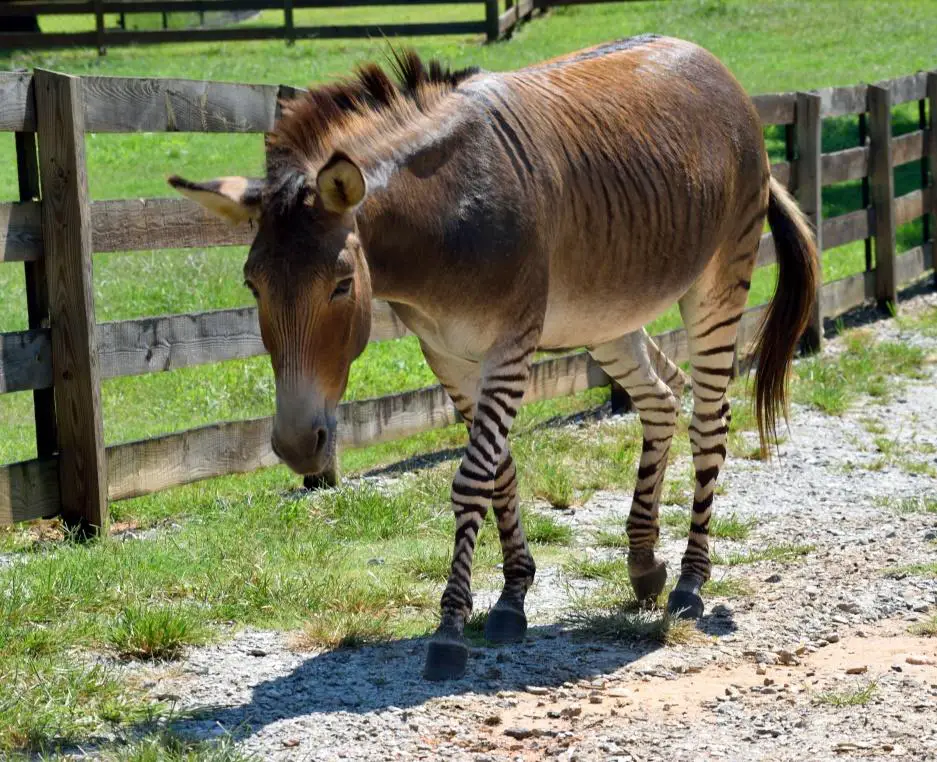 24 Examples of Animals With Stripes (With Pictures)
