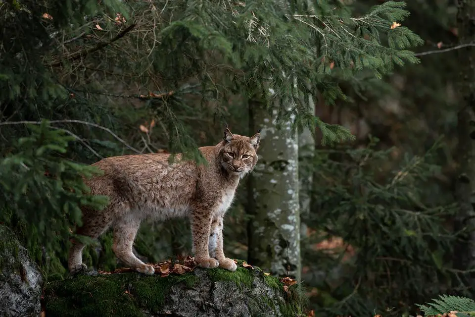 will bobcats eat dogs