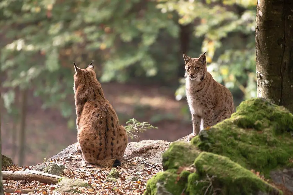 Do Bobcats Attack Cats And Dogs? - WildLifeFAQ