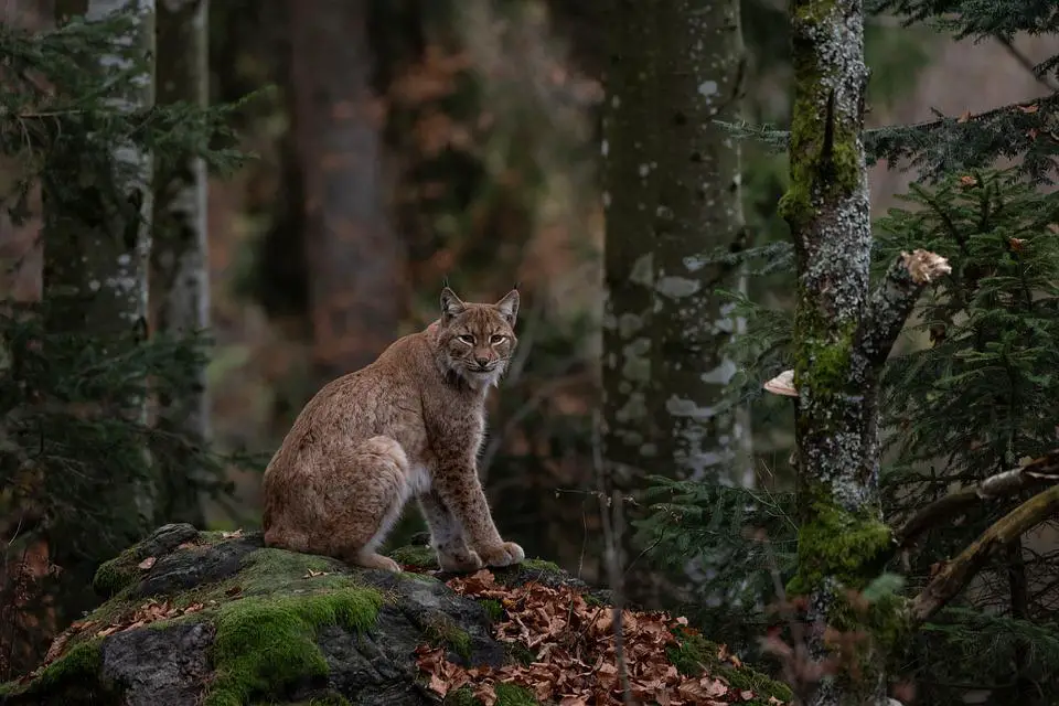 will bobcats eat dogs