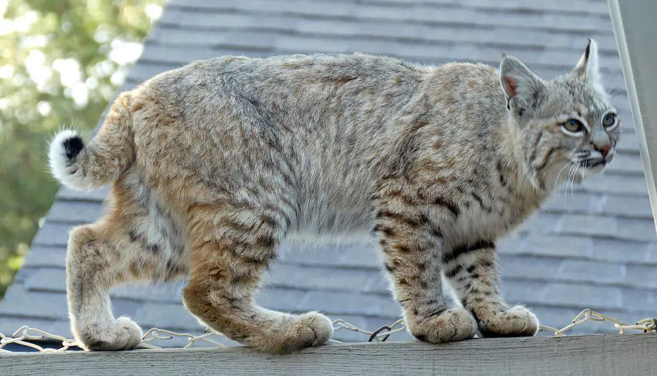 Do Bobcats Attack Cats And Dogs? - WildLifeFAQ