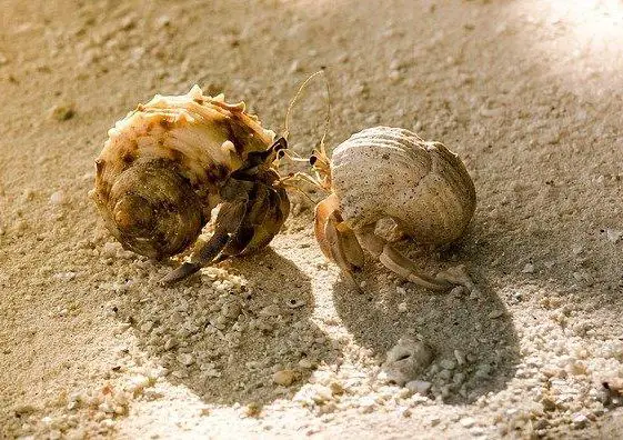 do-hermit-crabs-hibernate-and-other-faqs