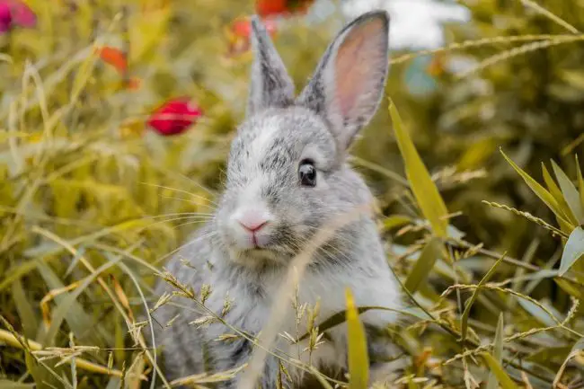 Do Rabbits Lay Eggs? Debunking a Common Myth