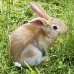 The Circle of Bunny Life: Revealing the Rabbit Lifespan