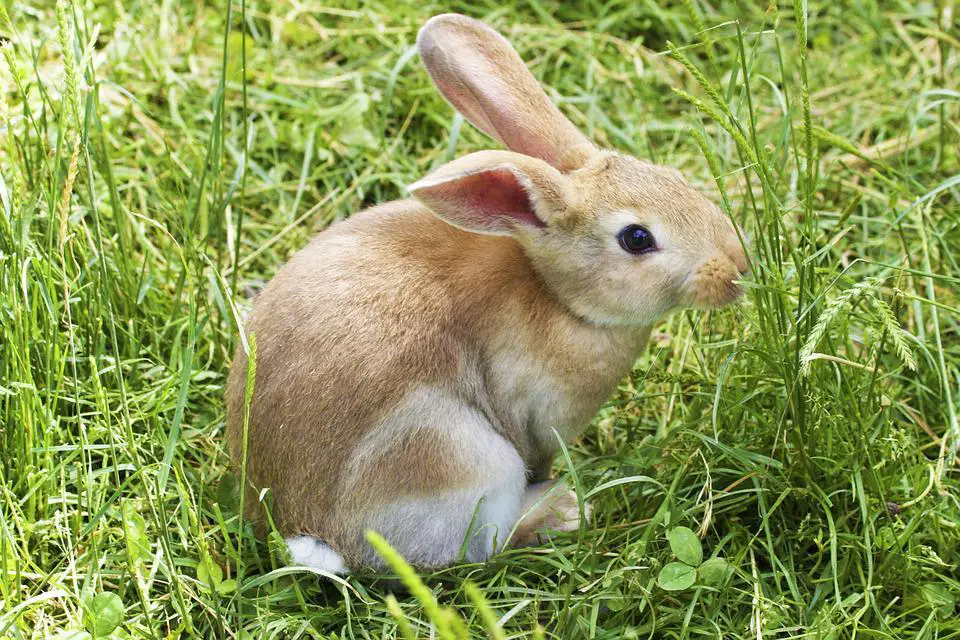 The Circle of Bunny Life: Revealing the Rabbit Lifespan