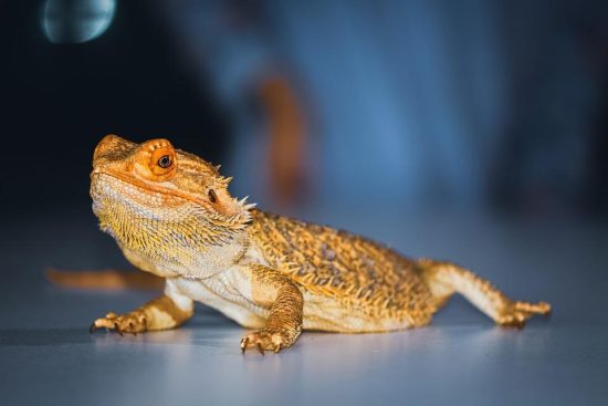 Can Bearded Dragons Eat Blueberries? Fresh or Frozen: A Quick Guide