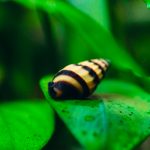 Aquarium Snail e1671572013910