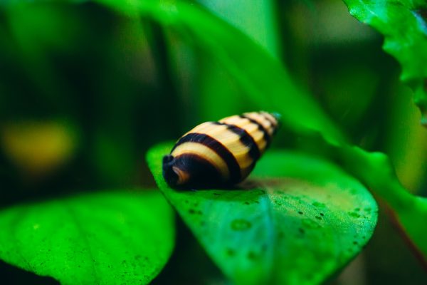 Aquarium Snail e1671572013910