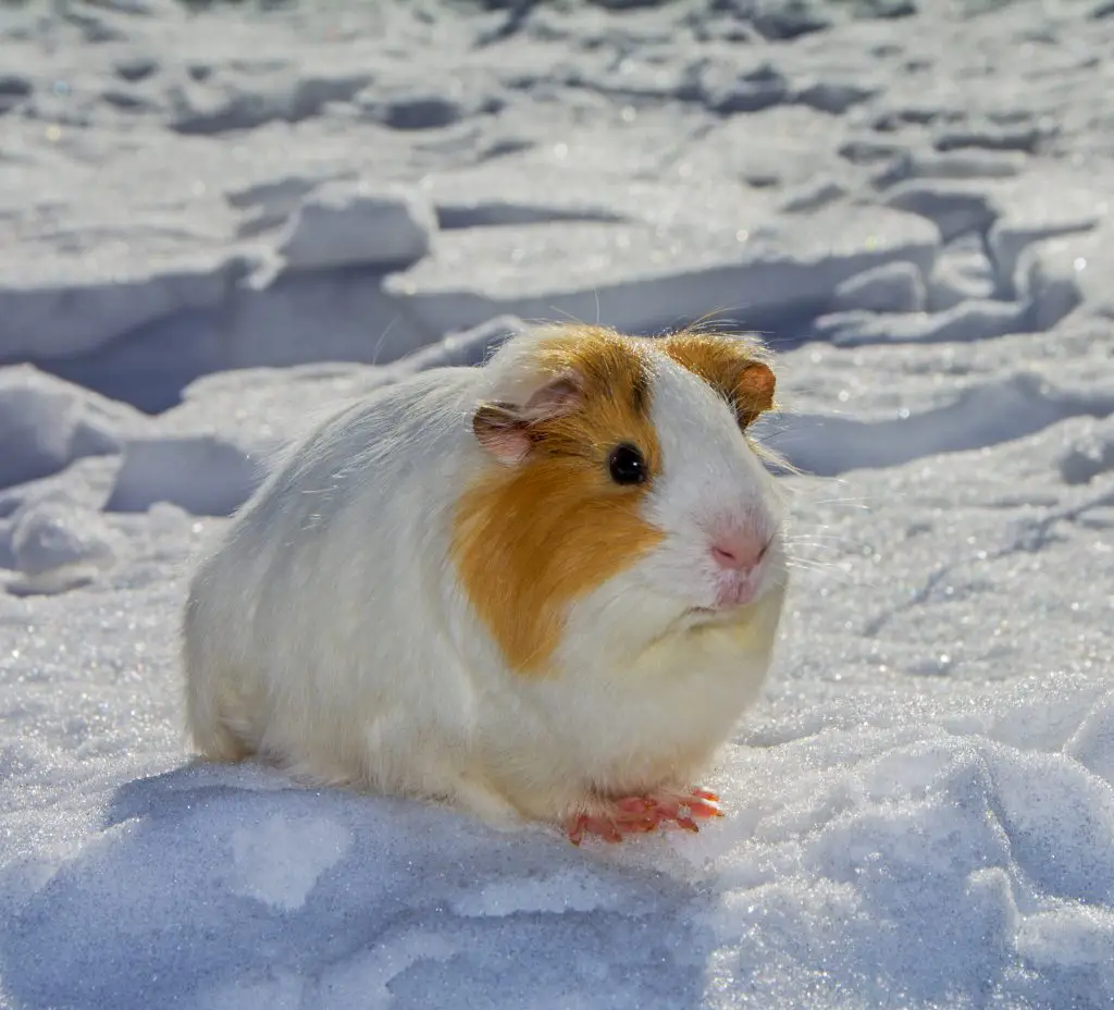 Guinea Pigs