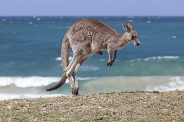 Can Kangaroos Swim? (Video Evidence)