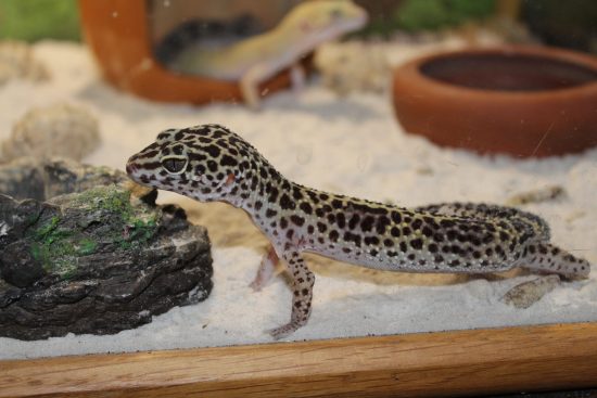 Finding The Perfect Substrate For Your Leopard Gecko